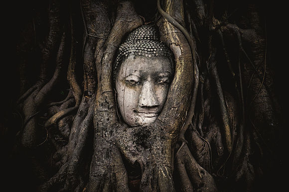 เศียรพระพุทธรูปในรากโพธิ์